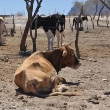 El Niño agrava sequía y dispara crisis alimentaria en Centroamérica