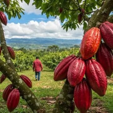 RD adapta producción de cacao a normas de la Unión Europea