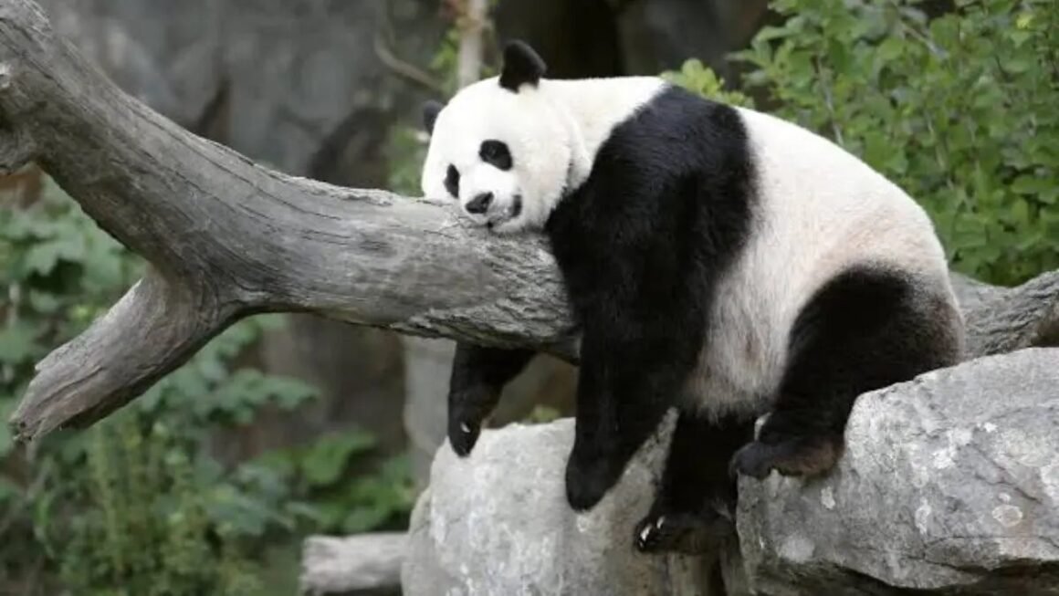 China reanuda la «diplomacia del panda» con EE. UU. en la visita de Xi Jinping