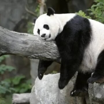 China reanuda la «diplomacia del panda» con EE. UU. en la visita de Xi Jinping