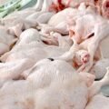 Producción nacional fortalece la oferta y favorece precios del pollo desde RD$70 y RD$85