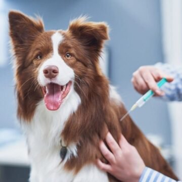 Dónde vacunar a tus mascotas en la Jornada Nacional de Vacunación Antirrábica&nbsp;Canina y Felina 2026