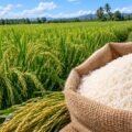 Datos claves sobre el DR-Cafta y por qué es una «amenaza» para el arroz dominicano