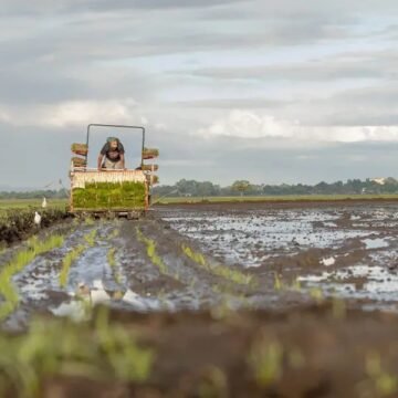 El Gobierno promete cuidar a productores arroz